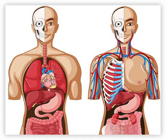 anatomy