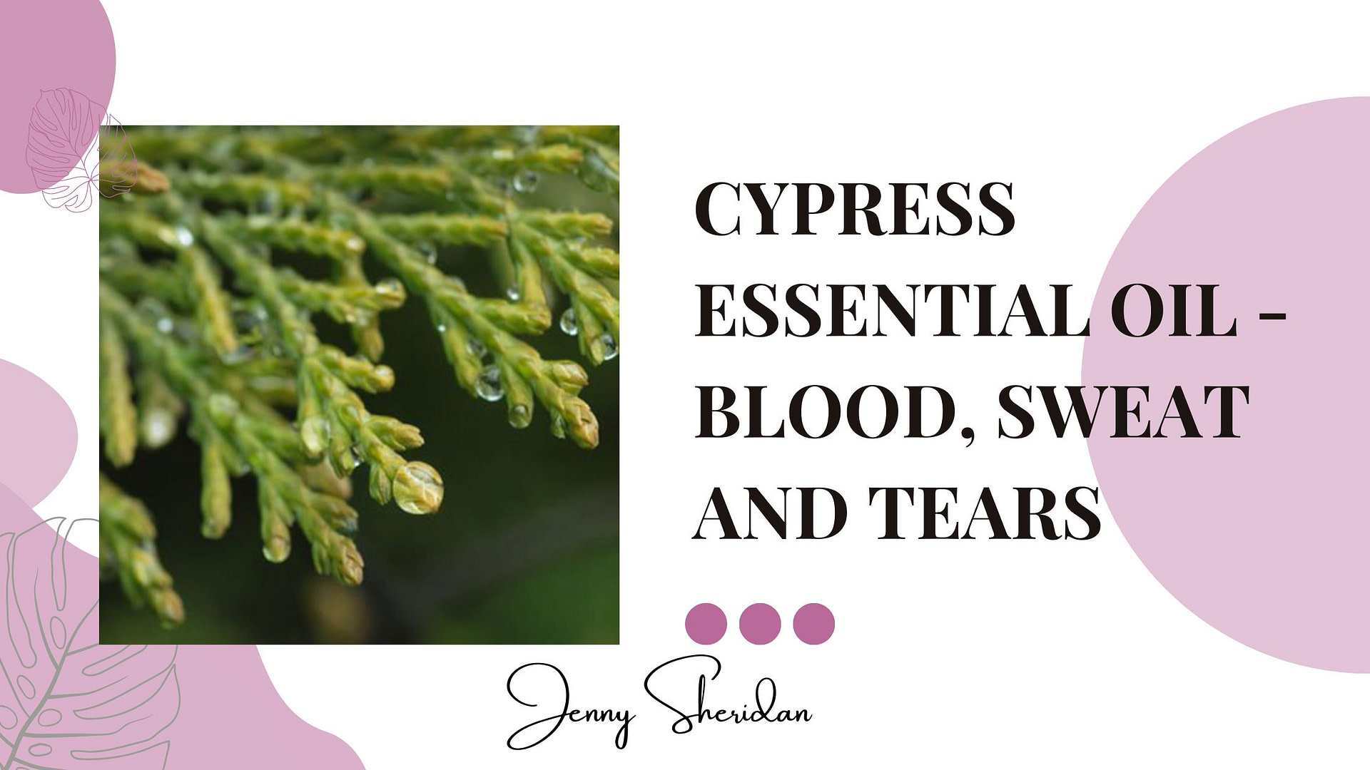 Cypress Essential Oil - Blood, Sweat and Tears - Essentials Holistic - Best Essential Oil For Blood Circulation